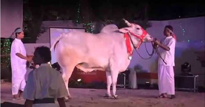 cow-fashion-show