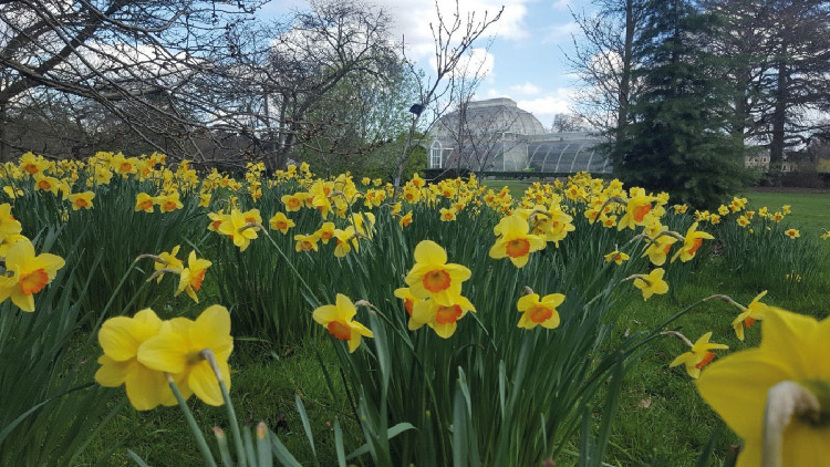 দুর্লভ ড্যাফোডিল ফুলের সন্ধানে