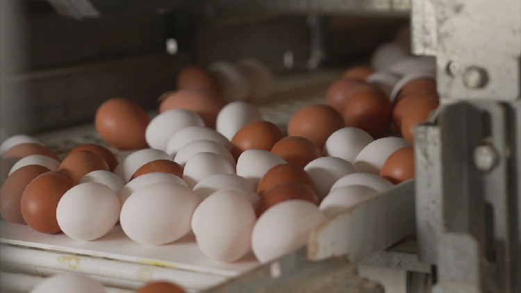 যুক্তরাষ্ট্রে ডিমের ডজন ৫০০ টাকা!