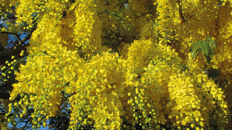 প্রকৃতিতে ঝুমকার মতো ঝুলছে সোনালু ফুল