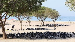 কুয়েতে বিশ্বের সর্বোচ্চ ৪৯ ডিগ্রি সেলসিয়াস তাপমাত্রা রেকর্ড