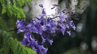 পাহাড়ের প্রকৃতিতে নতুন ফুল ‘নীল জাকারান্ডা’