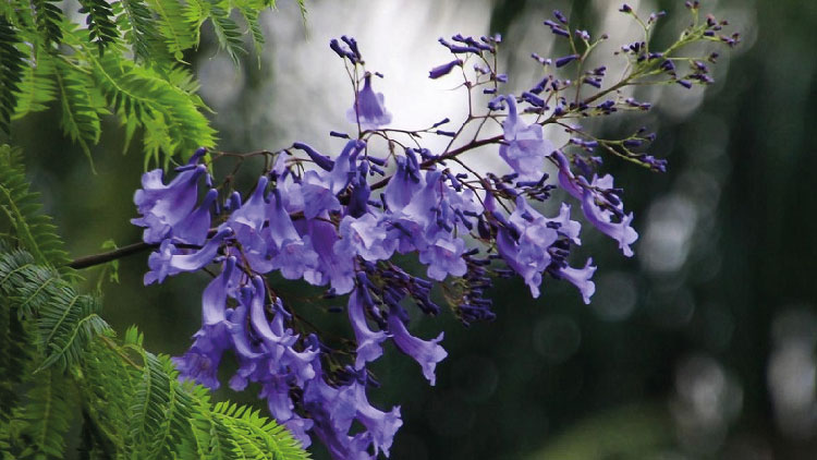 পাহাড়ের প্রকৃতিতে নতুন ফুল ‘নীল জাকারান্ডা’