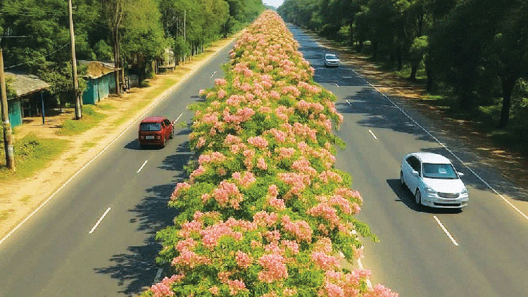 ঢাকা-চট্টগ্রাম মহাসড়কে বাহারি ফুলের শোভা
