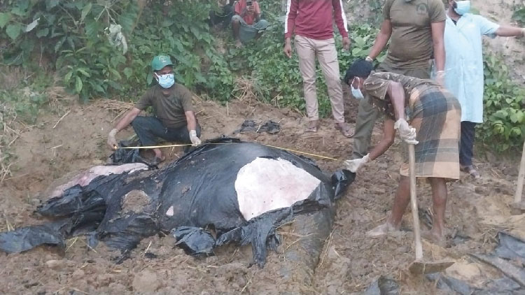 চট্টগ্রামের বাঁশখালীতে আবারও বন্য হাতি হত্যার অভিযোগ