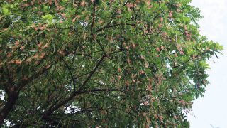 শত ব্যস্ততার ভিড়ে দুদণ্ড শান্তি দেয় কাঁঠালচাঁপাগাছের ফুলগুলো